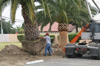 removing plams